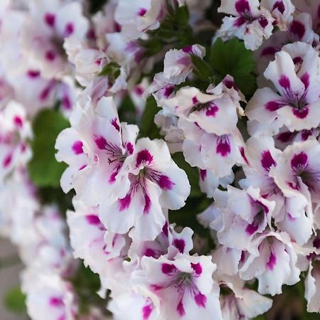 דוברובניק Apartment Garden M&M מראה חיצוני תמונה