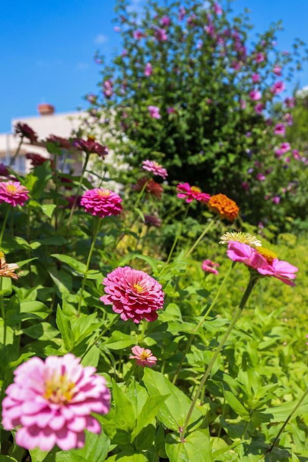 דוברובניק Apartment Garden M&M מראה חיצוני תמונה