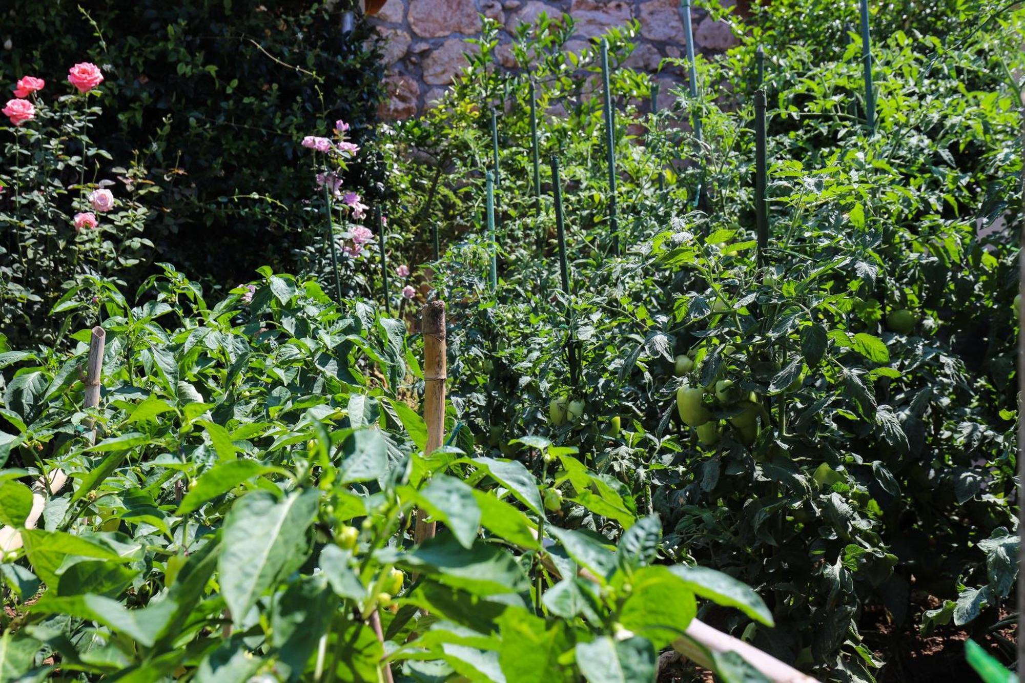 דוברובניק Apartment Garden M&M מראה חיצוני תמונה