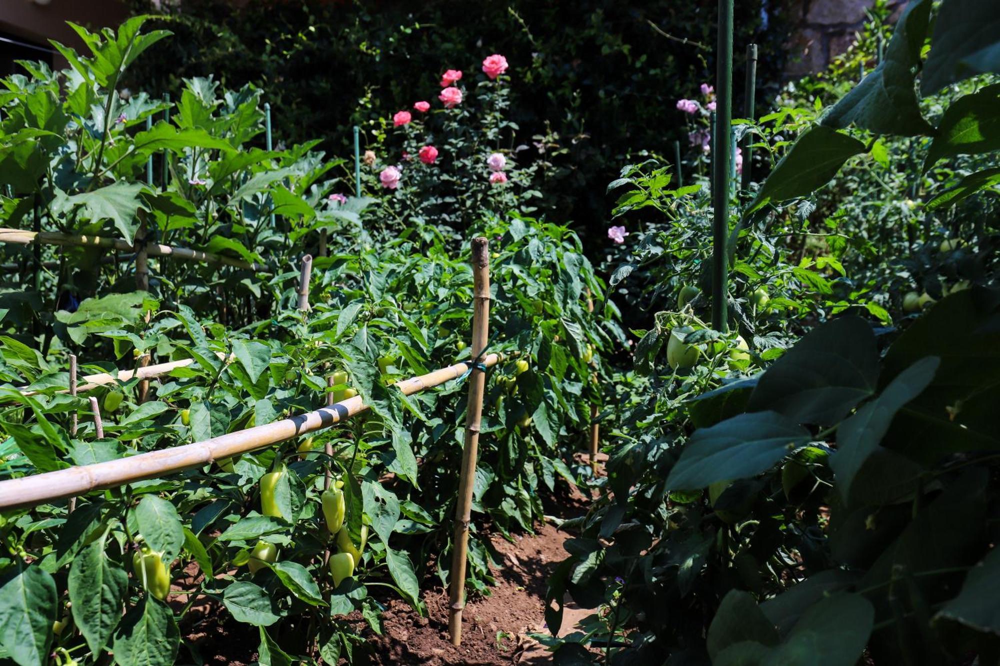 דוברובניק Apartment Garden M&M מראה חיצוני תמונה
